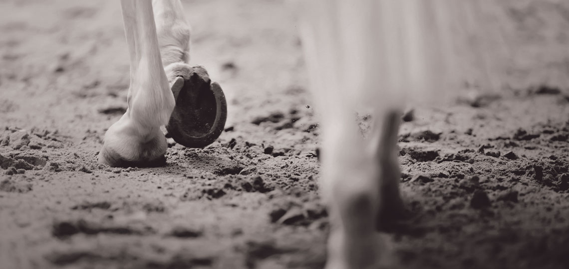 close up of horse hoofs on white horse